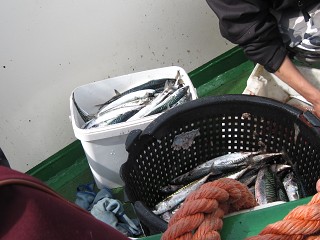 Hochsee 2012IMG_1949