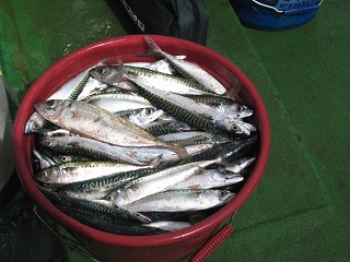 Hochsee 2012IMG_1950